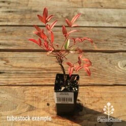 Nandina Moonbay -GARDEN Shop apo tubestock nandina moonbay