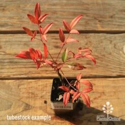 Nandina Moonbay -GARDEN Shop apo tubestock nandina moonbay top