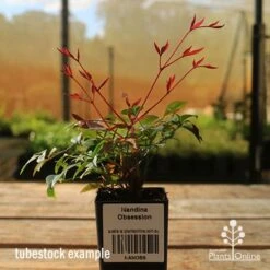 Nandina Obsession -GARDEN Shop apo tubestock obsession