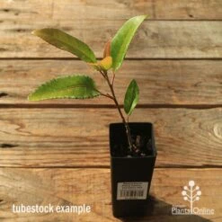 Elaeocarpus Prima Donna - Blueberry Ash -GARDEN Shop apo tubestock prima donna