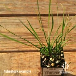 Lomandra SHARA 14 Lomandra SHARA -GARDEN Shop apo tubestock shara top