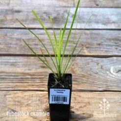 Lomandra Tanika 8 Lomandra Tanika -GARDEN Shop apo tubestock tanika