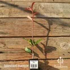 Photinia Thin Red 21 Photinia Thin Red -GARDEN Shop apo tubestock thin red tall
