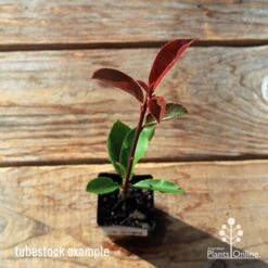 Photinia Thin Red 20 Photinia Thin Red -GARDEN Shop apo tubestock thin red top