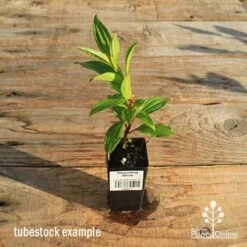 Tibouchina Allure -GARDEN Shop apo tubestock tibouchina allure