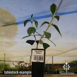 Tibouchina Illusion 25 Tibouchina Illusion -GARDEN Shop apo tubestock tibuchina illusion