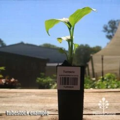 Turmeric 9 Turmeric -GARDEN Shop apo turmeric curcuma longa tubestock plant