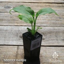 Turmeric 12 Turmeric -GARDEN Shop apo turmeric tubestock plant