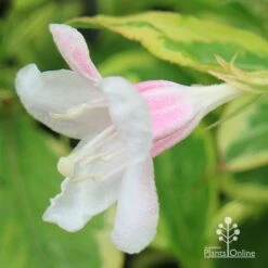 Weigela Variegated 27 Weigela Variegated -GARDEN Shop apo variegated weigela bud