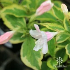 Weigela Variegated 19 Weigela Variegated -GARDEN Shop apo variegated weigela buds