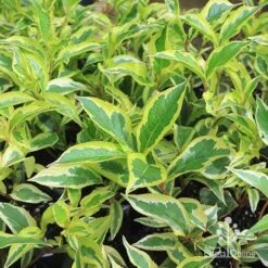 Weigela Variegated 23 Weigela Variegated -GARDEN Shop apo variegated weigela foliage