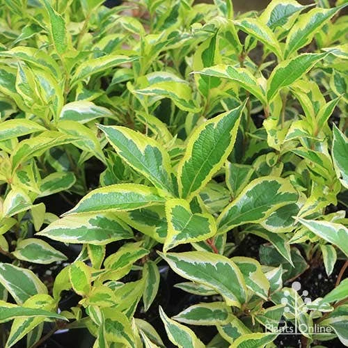 Weigela Variegated 9 Weigela Variegated - Image 9
