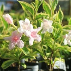 Weigela Variegated 22 Weigela Variegated -GARDEN Shop apo variegated weigela tubestock flower