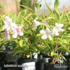 Weigela Variegated 26 Weigela Variegated -GARDEN Shop apo variegated weigela tubestock flowering