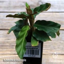 Calathea Rufibarba - Velvet Calathea 9 Calathea Rufibarba - Velvet Calathea -GARDEN Shop apo velvet calathea tubestock top