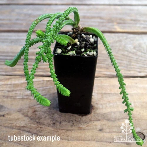 Crassula - Watchchain, Rat Tail Succulent 2 Crassula - Watchchain, Rat Tail Succulent - Image 2