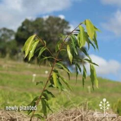 Waterhousea Sweeper - Weeping Lilly Pilly 15 Waterhousea Sweeper - Weeping Lilly Pilly -GARDEN Shop apo waterhousea sweeper 1