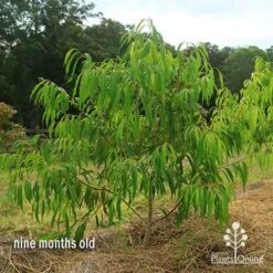 Waterhousea Sweeper - Weeping Lilly Pilly 16 Waterhousea Sweeper - Weeping Lilly Pilly -GARDEN Shop apo waterhousea sweeper 2