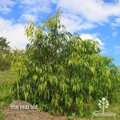 Waterhousea Sweeper - Weeping Lilly Pilly 17 Waterhousea Sweeper - Weeping Lilly Pilly -GARDEN Shop apo waterhousea sweeper 3