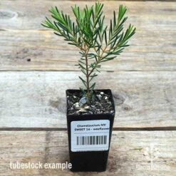 Chamelaucium MY SWEET 16™ - Waxflower -GARDEN Shop apo wax sweet 16