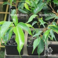 Ficus Benjamina Midnight Beauty - Weeping Fig 14 Ficus Benjamina Midnight Beauty - Weeping Fig -GARDEN Shop apo weeping fig leaf size