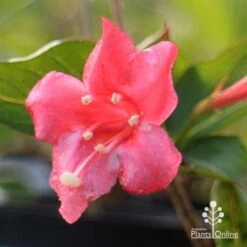 Weigela Eva Rathke -GARDEN Shop apo weigela eva rathke flower closeup
