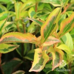 Weigela Variegated 20 Weigela Variegated -GARDEN Shop apo weigela variegated colour