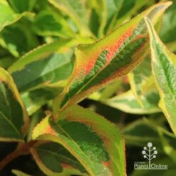 Weigela Variegated 25 Weigela Variegated -GARDEN Shop apo weigela variegated colour2