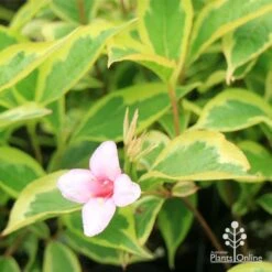 Weigela Variegated 24 Weigela Variegated -GARDEN Shop apo weigela variegated flower leaf