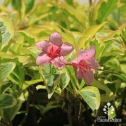 Weigela Variegated 18 Weigela Variegated -GARDEN Shop apo weigela variegated flowers
