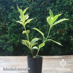 Weigela Variegated 21 Weigela Variegated -GARDEN Shop apo weigela variegated tubetock