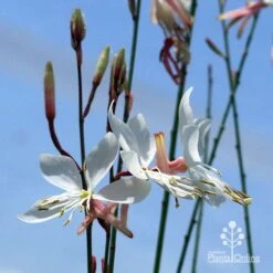 Gaura White -GARDEN Shop apo white gaura blue sky