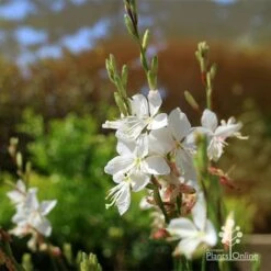 Gaura White -GARDEN Shop apo white gaura flowers2