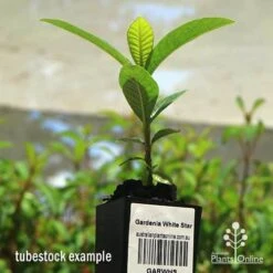 Gardenia White Star -GARDEN Shop apo white star gardenia tubestock