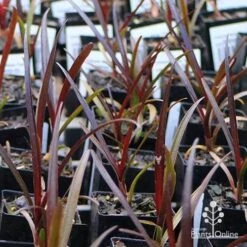 Crinum Wine Time - Swamp Lily -GARDEN Shop apo wine time tubestocks and fly