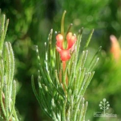 Adenanthos - Woolly Bush -GARDEN Shop apo woolly bush flower closeup