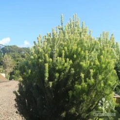 Adenanthos - Woolly Bush -GARDEN Shop apo woolly bush nursery