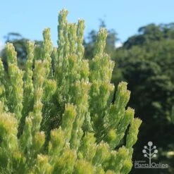 Adenanthos - Woolly Bush -GARDEN Shop apo woolly bush profile