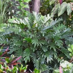 Philodendron Xanadu -GARDEN Shop apo xanadu in tropical border