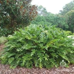 Philodendron Xanadu -GARDEN Shop apo xanadu mature