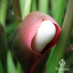 Philodendron Xanadu -GARDEN Shop apo xanadu mature flowerbud