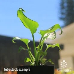 Philodendron Xanadu -GARDEN Shop apo xanadu tubestock blue sky