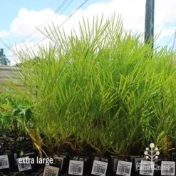 Grevillea Yamba Sunshine -GARDEN Shop apo yamba sunshine dec large
