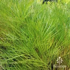 Grevillea Yamba Sunshine -GARDEN Shop apo yamba sunshine foliage