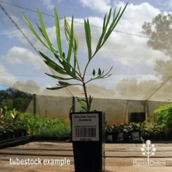 Grevillea Yamba Sunshine -GARDEN Shop apo yamba sunshine tubestock side