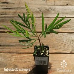 Grevillea Yamba Sunshine -GARDEN Shop apo yamba sunshine tubestock top