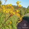 Anigozanthos Yellow Gem - Kangaroo Paw -GARDEN Shop apo yellow gem anigozanthos nursery