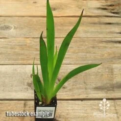 Anigozanthos Yellow Gem - Kangaroo Paw 9 Anigozanthos Yellow Gem - Kangaroo Paw -GARDEN Shop apo yellow gem tubestock