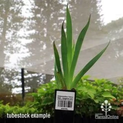 Anigozanthos Yellow Gem - Kangaroo Paw 10 Anigozanthos Yellow Gem - Kangaroo Paw -GARDEN Shop apo yellow gem tubestock2