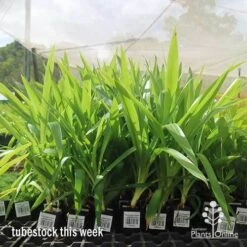 Yucca Elephantipes - Soft-tip Yucca -GARDEN Shop apo yucca big